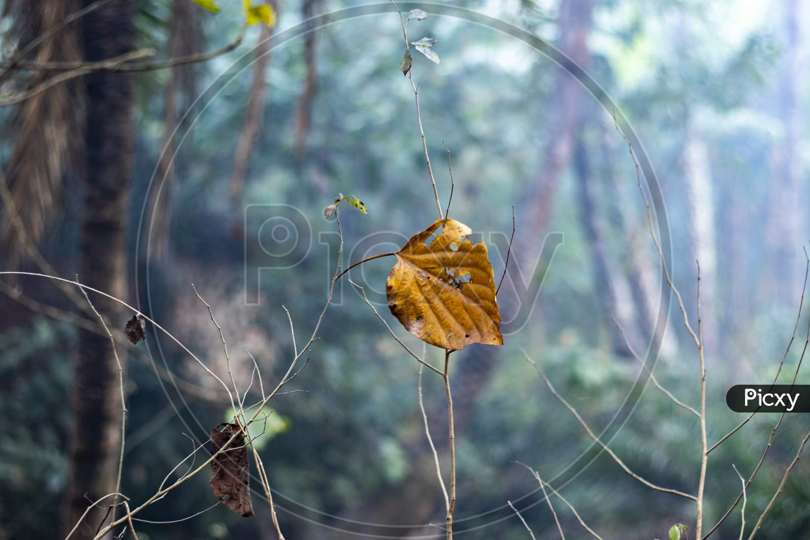 A Dead, Dry Brown Leaf Still Stuck To The Stem Against A Forest Blur Background