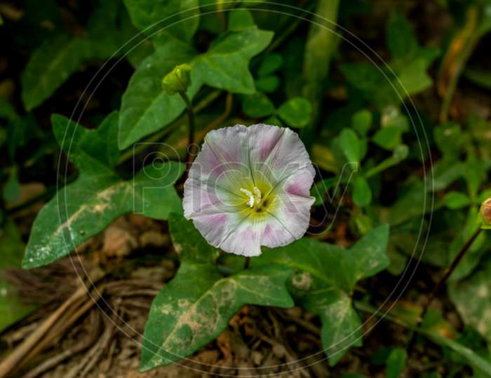 Morning Glory Also Called Field Bindweed Convolvulus Arvensis Flowers