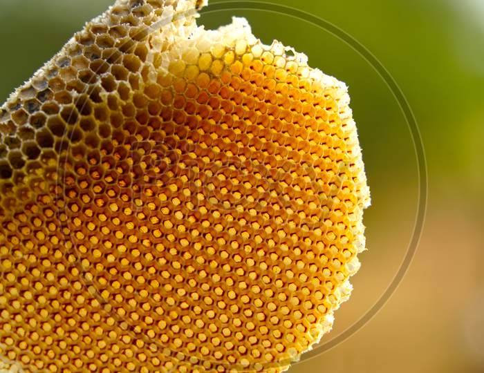 Honey Bee Wax Cells With Yellow Color. Natural Bee Hive Without Flies Isolated On A Wooden Stick. Bee Hive Concept.