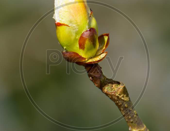 Sticky Bud Of The Horse Chesnut Tree Bursting Into Leaf
