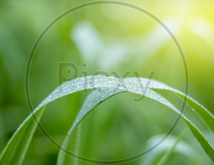 Water Drops On Leaf With Greenery Fresh Background, Corn Field Agriculture. Green Nature. Rural Farm Land
