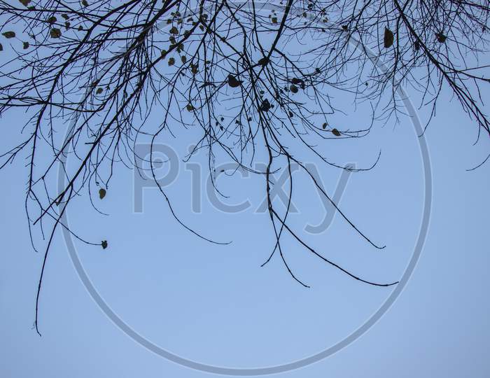 Tree Branch Silhouette On A Blue Sky Background