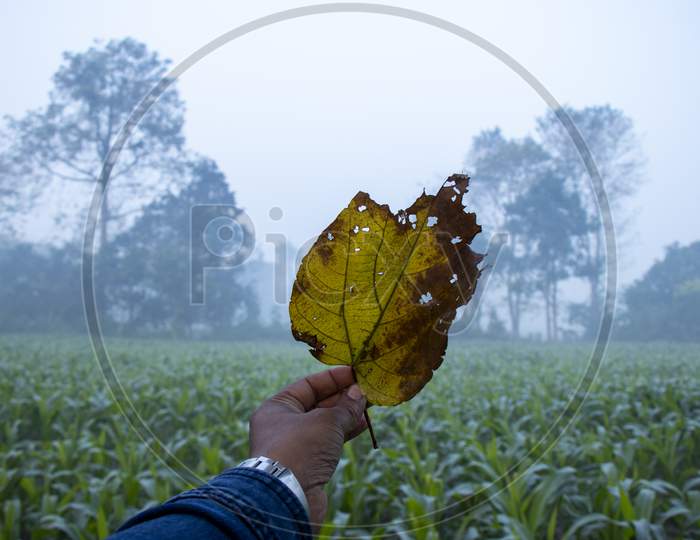 Dry Leaf In Hand Against Farmland And Sky With Blur Background