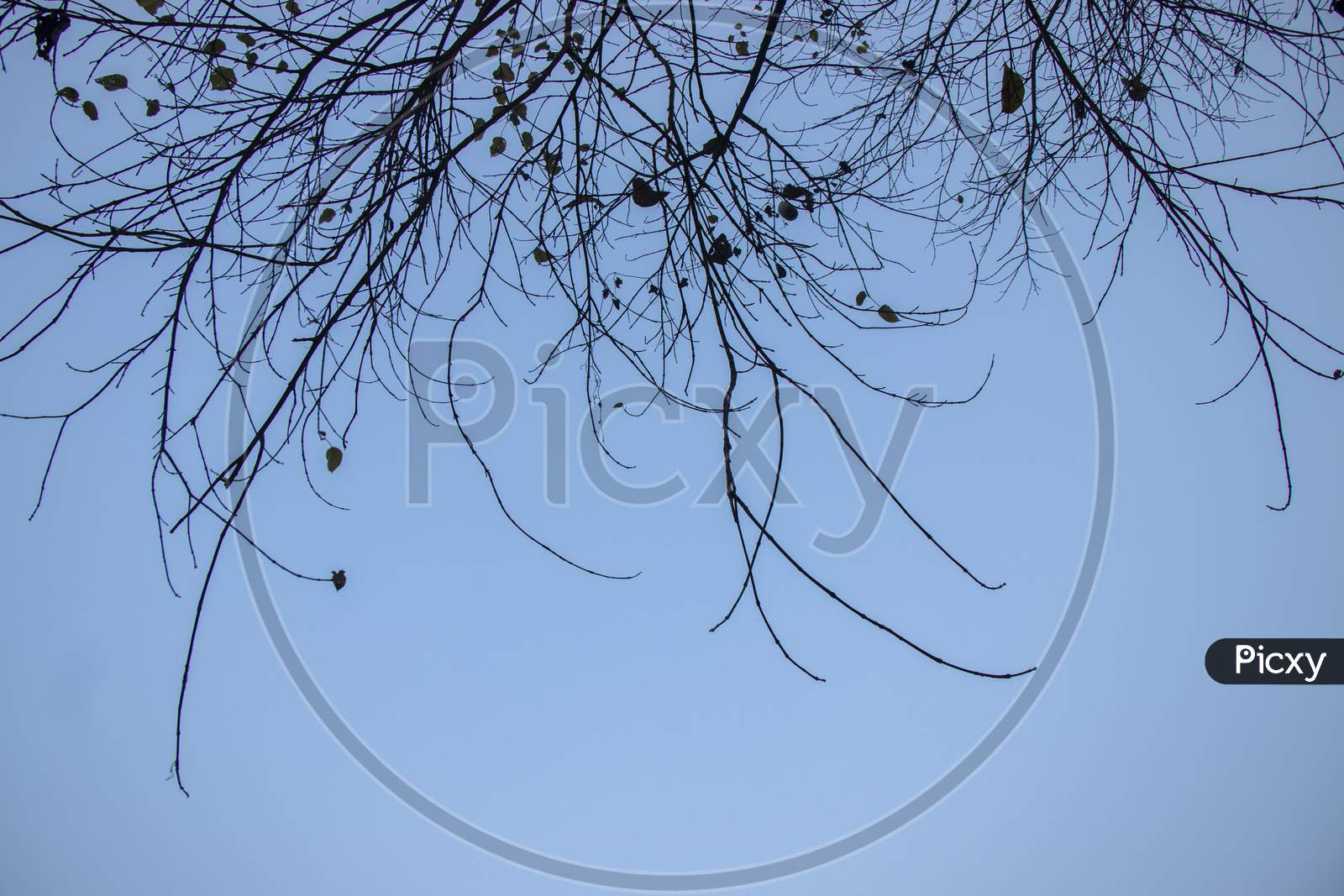 Tree Branch Silhouette On A Blue Sky Background