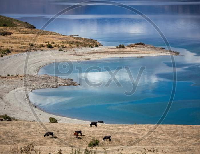 Cattle Grazing On The Banks Of Lake Hawea