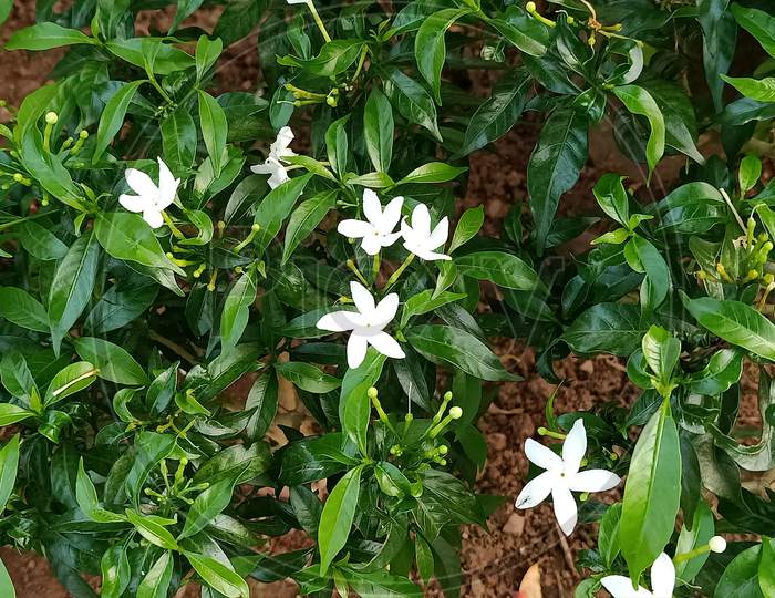 crape jasmine plant in the park, pinwheel flower, Tabernaemontana divaricata, East India rosebay, Nero's crown, white flower, chandni flower