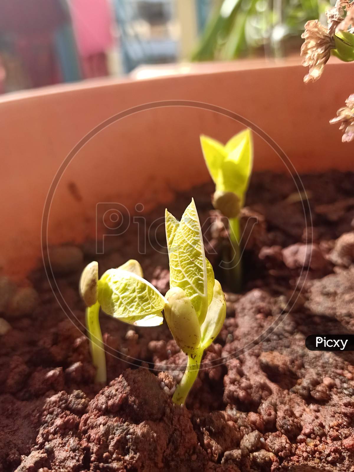 Tiny sprouting plant coming out of the soil. fresh, young, new life, bright, positivity, and hopefulness concept.
