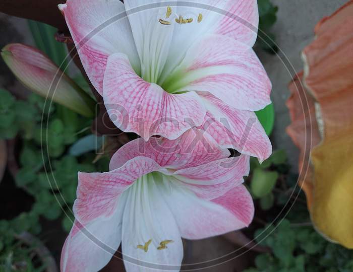 White and Pink Lilly flowers are beautifully blooming in the garden, Lilium, lily.