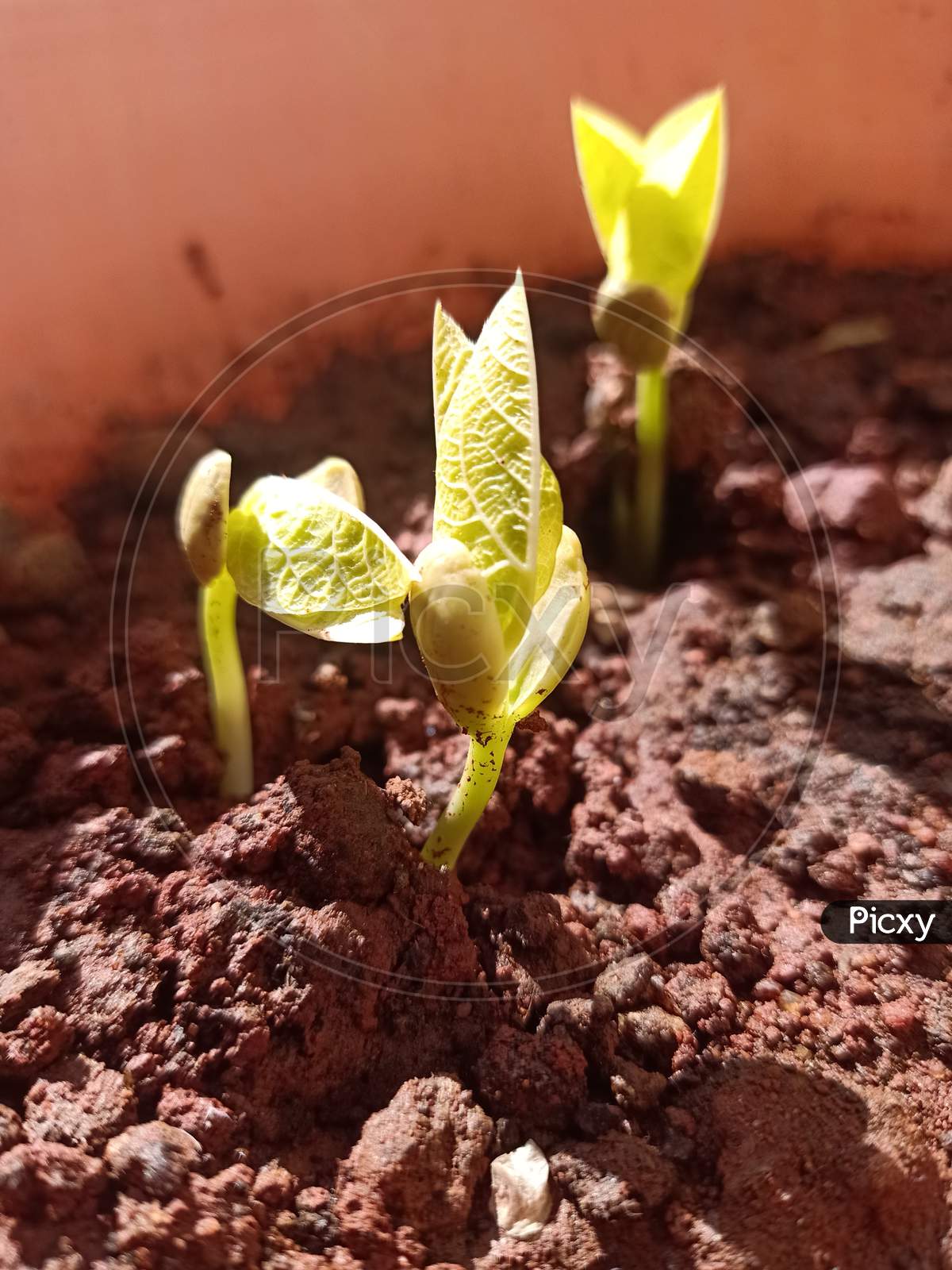 Tiny sprouting plant coming out of the soil. fresh, young, new life, bright, positivity, and hopefulness concept.