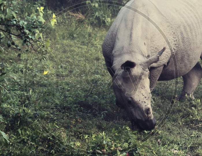 close up view of endemic and endangered indian one horned rhino or greater one horned rhinoceros (rhinoceros unicornis) in kaziranga national park in assam, north east india