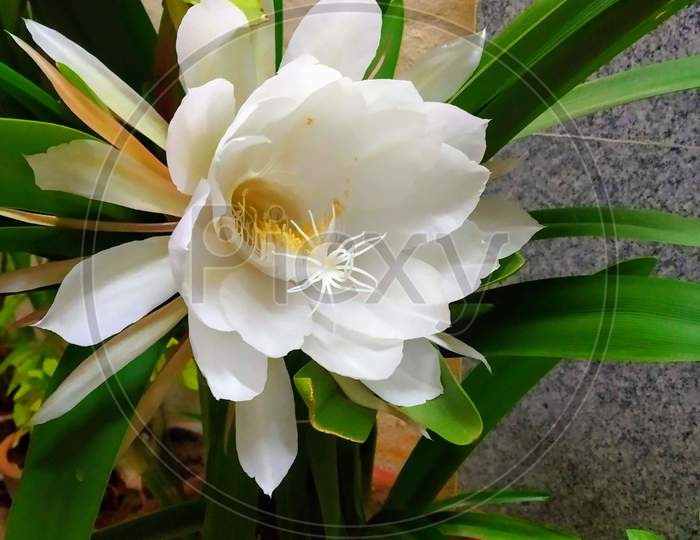 Brahma Kamal or Saussurea obvallata, commonly known as Night-blooming Cereus, Queen of the night, Lady of the night