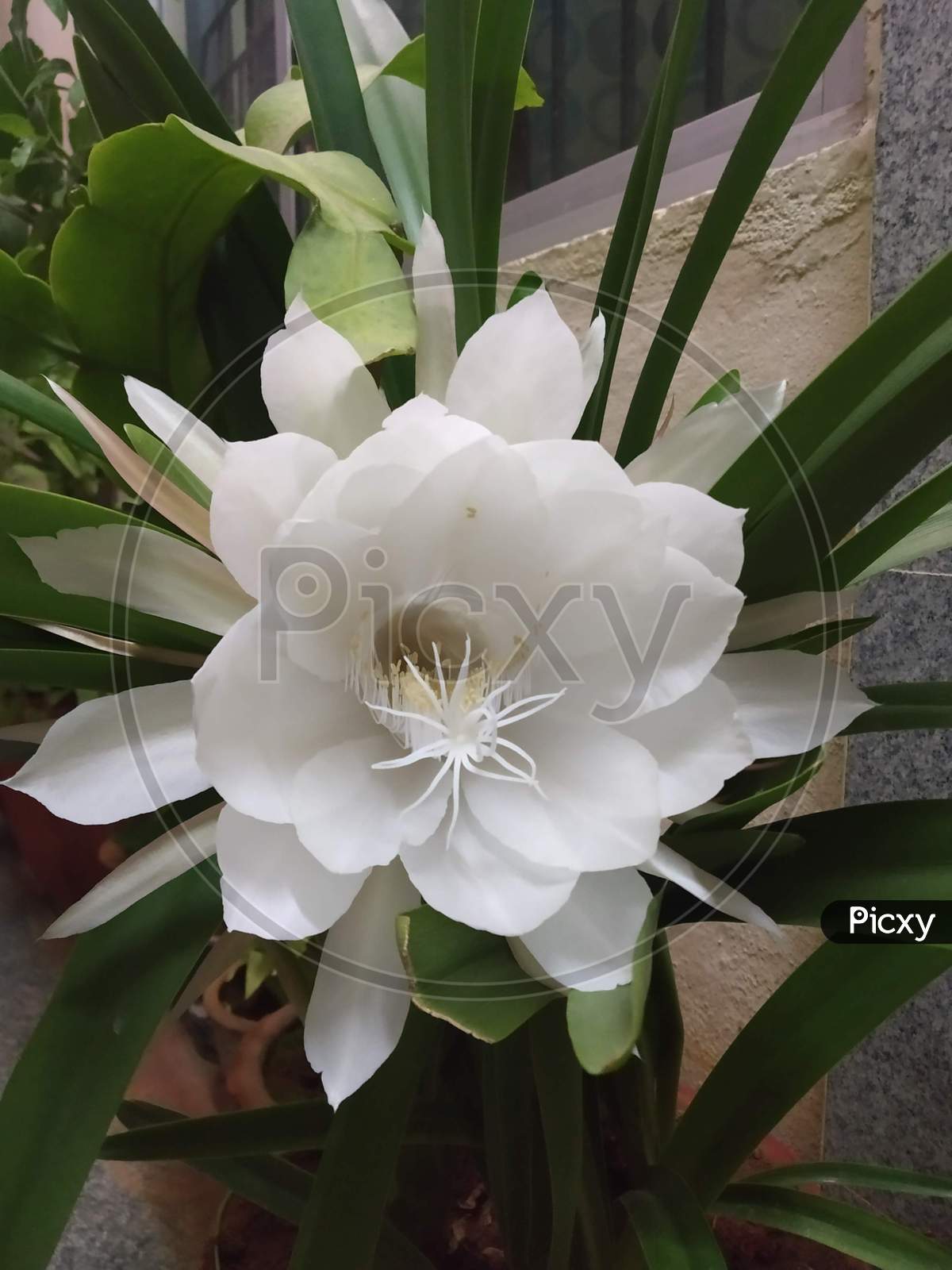 Brahma Kamal or Saussurea obvallata, commonly known as Night-blooming Cereus, Queen of the night, Lady of the night