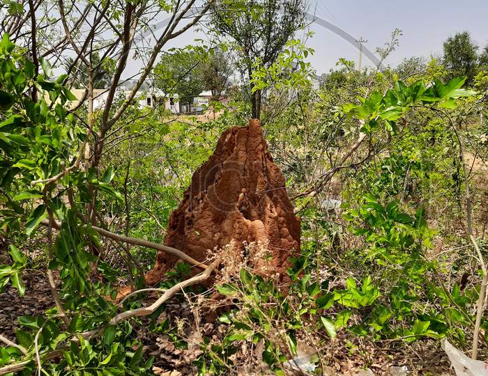 Closeup Of Anthill Or Hutta At The Indian Forest Or Empty Field Near Bangalore, Karnataka.