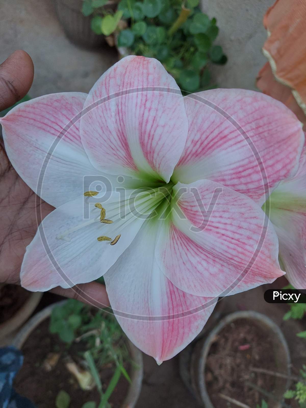 White and Pink Lilly flowers are beautifully blooming in the garden, Lilium, lily.