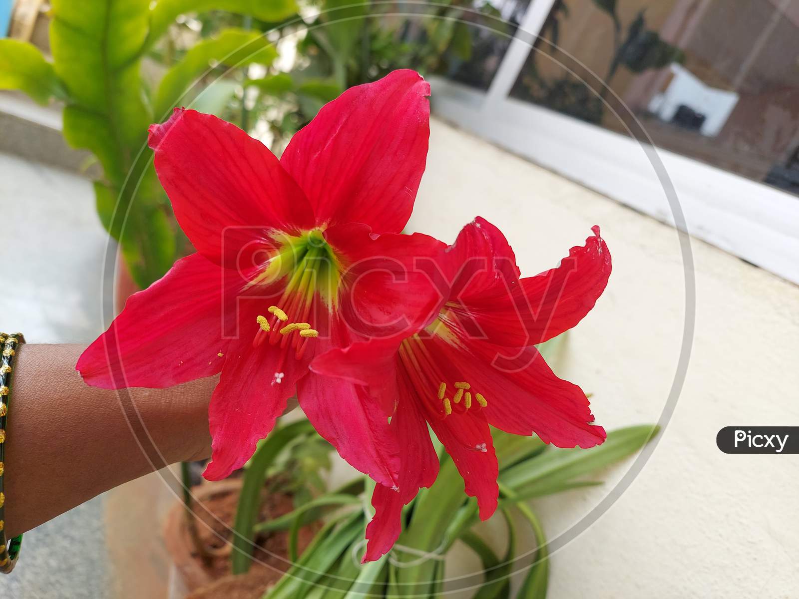 beautifully Red Lilly flowers, Lilium, lily.