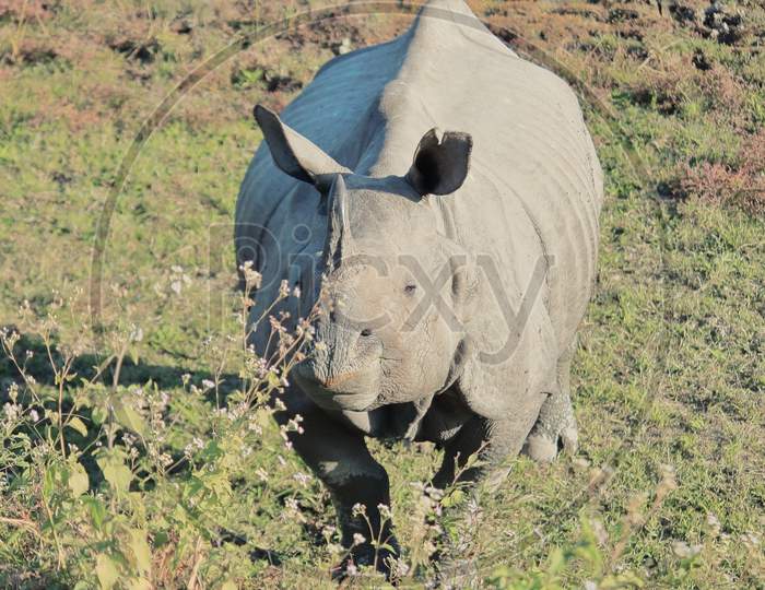 close up view of endemic and endangered indian one horned rhino or greater one horned rhinoceros (rhinoceros unicornis) in kaziranga national park in assam, north east india