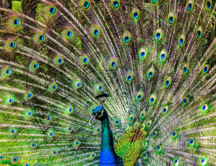 Beautiful Indian peacock dancing with open feathers