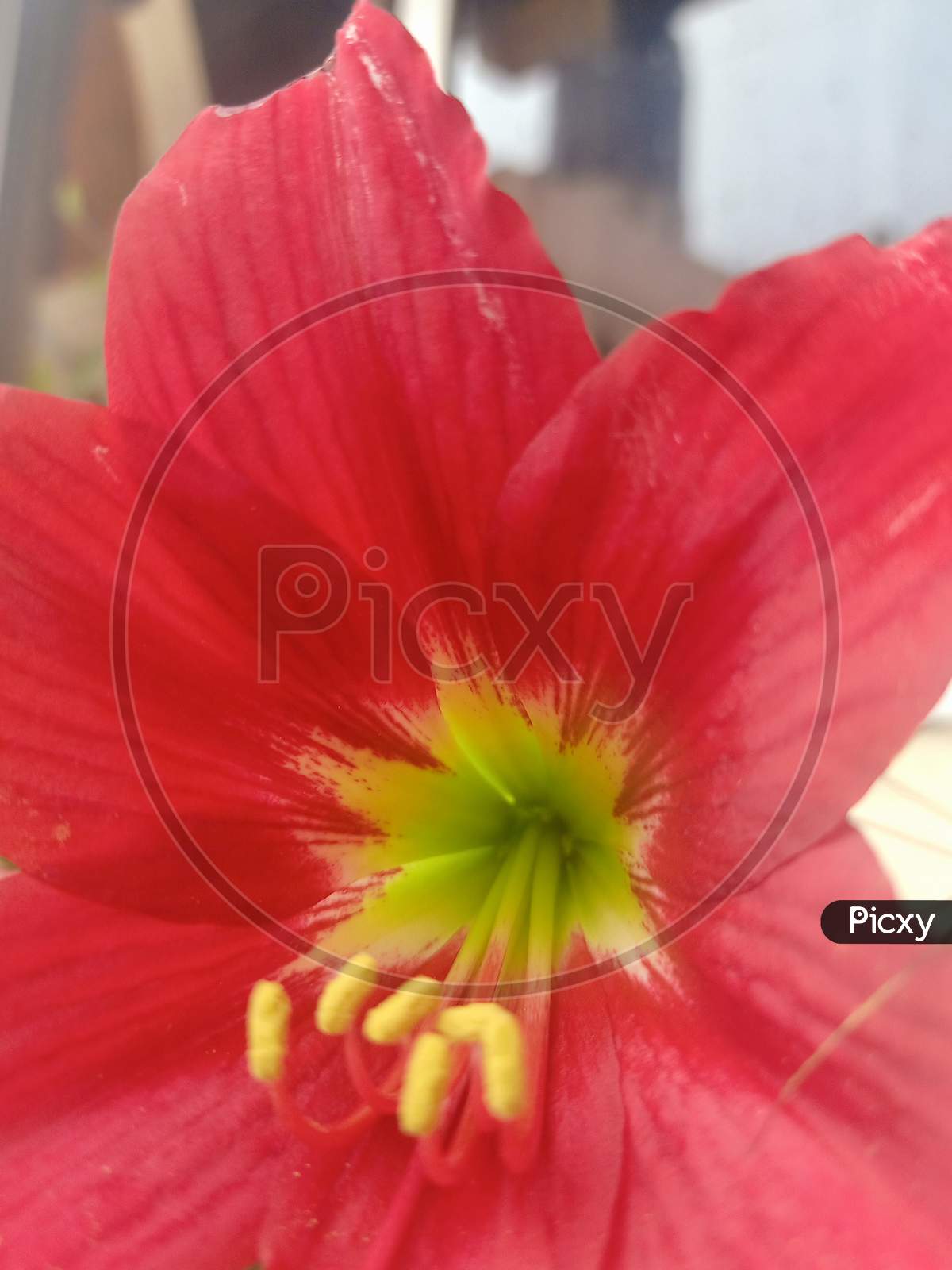 beautifully Red Lilly flowers, Lilium, lily.