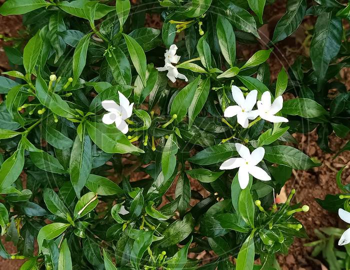 crape jasmine plant in the park, pinwheel flower, Tabernaemontana divaricata, East India rosebay, Nero's crown, white flower, chandni flower