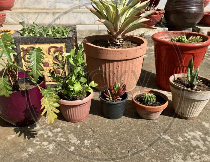 Plants in different sizes and material pots and planters