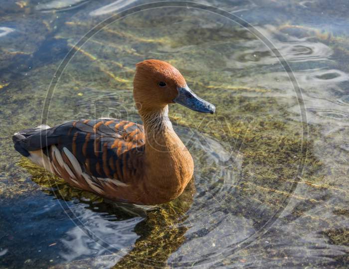 Fulvous Whistling Duck (Dendrocygna Bicolor)