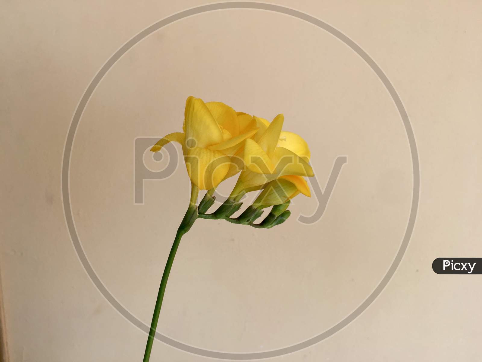 Yellow freesia flower closeup