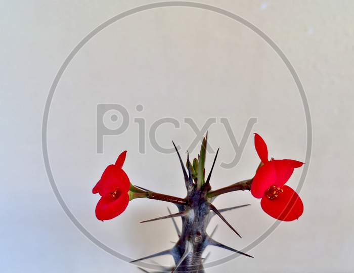 Euphorbia Milii Red Flowers