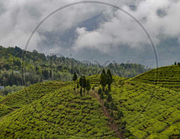Organic Tea Garden In Darjeeling District.