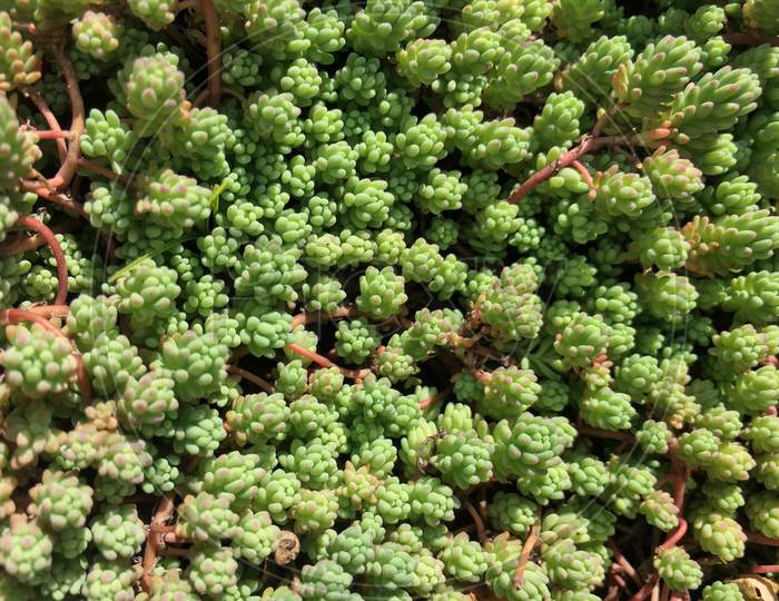 Sedum Diffusum Stonecrop Succulent Close Up top view