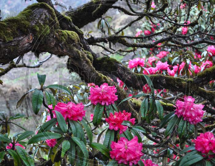 Bloomed Red Rhododendron