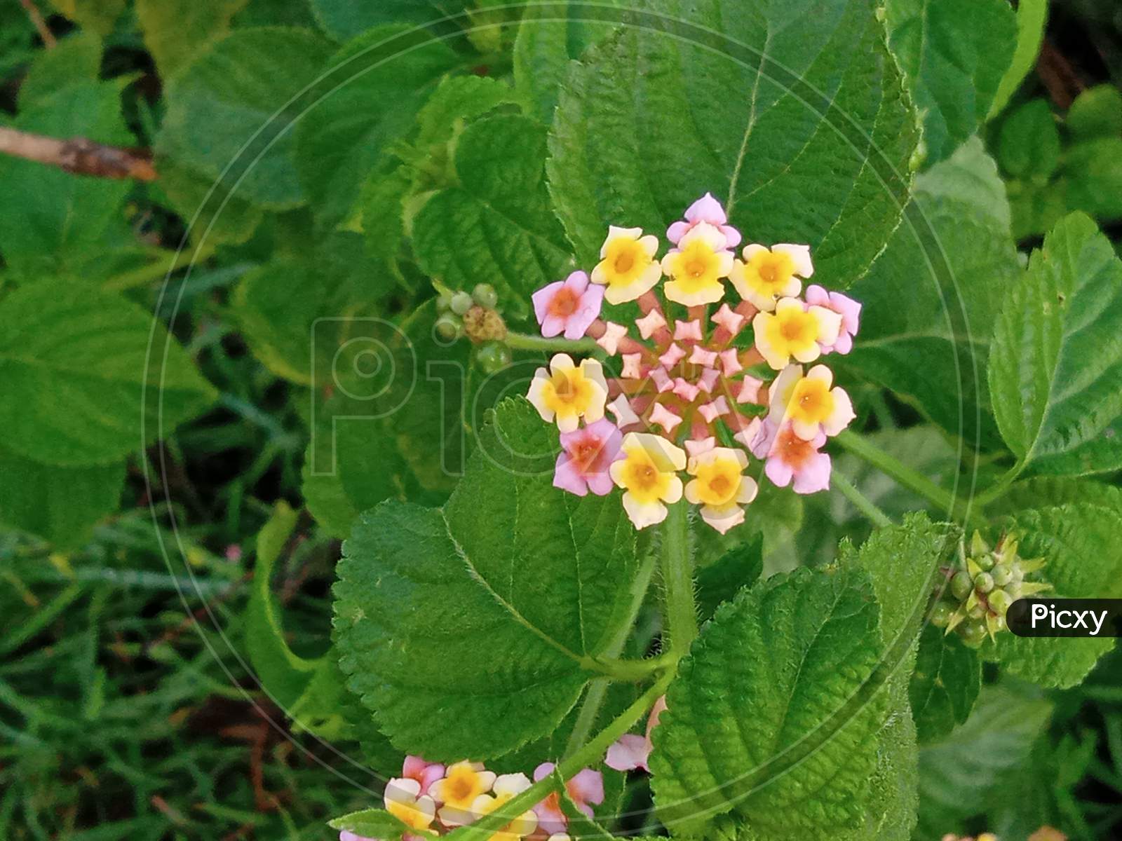 Image of Small pink flowing plant-NN059949-Picxy