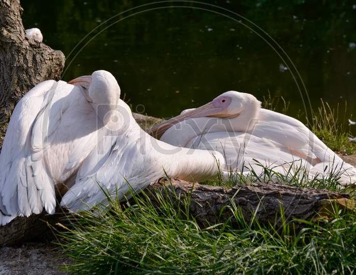 A Group Of Great White Pelican (Pelecanus Onocrotalus) Resting In The Sunshine