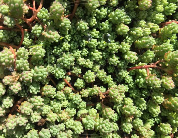 Sedum Diffusum Stonecrop Succulent Closeup