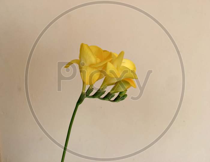 Yellow freesia flower closeup