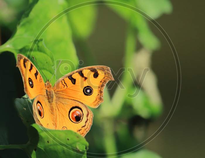 peacock pansy butterfly is sitting on a leaf in a tropical rainforest in india