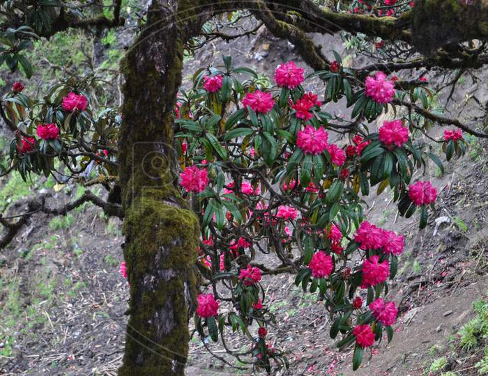 Bloomed Red Rhododendron