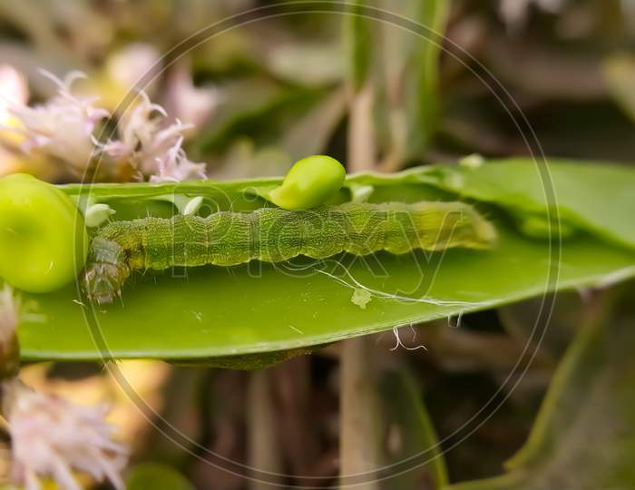 Image of Helicoverpa zea on leaf in indian village image Corn earworm ...