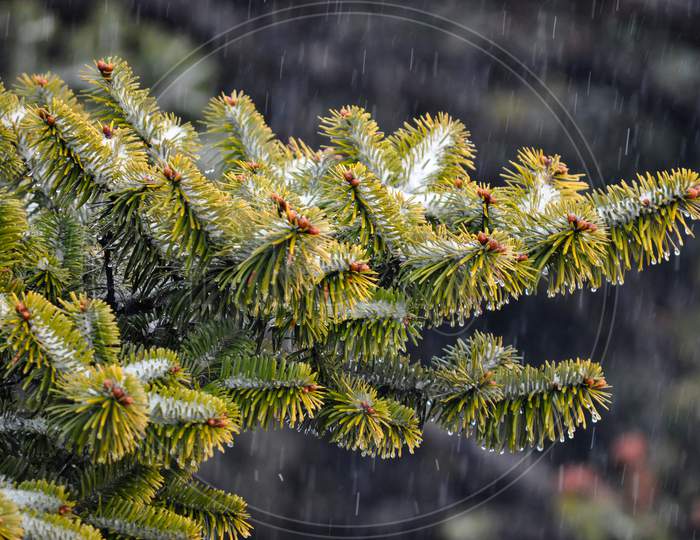 image-of-green-christmas-tree-leaves-covered-with-snow-sj987833-picxy