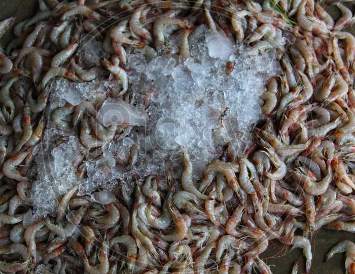 large bunch of freshly harvested shrimp with ice