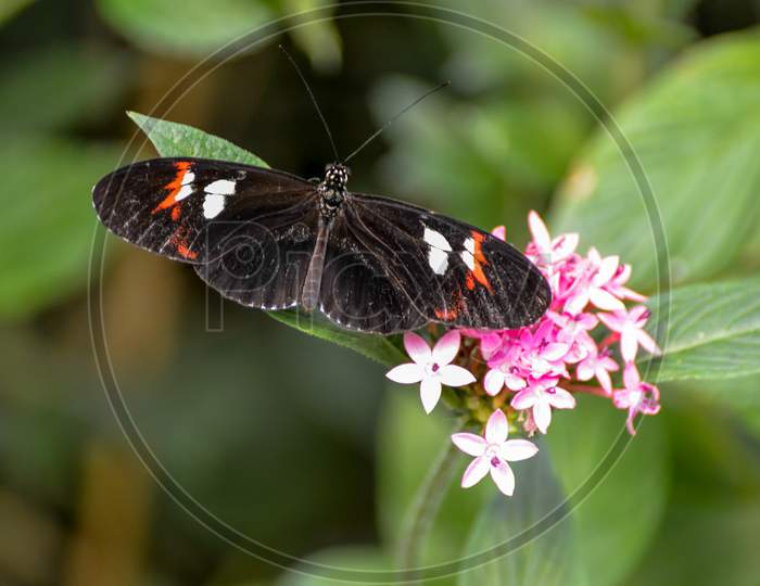 Postman Butterfly (Heliconius Melpomene)
