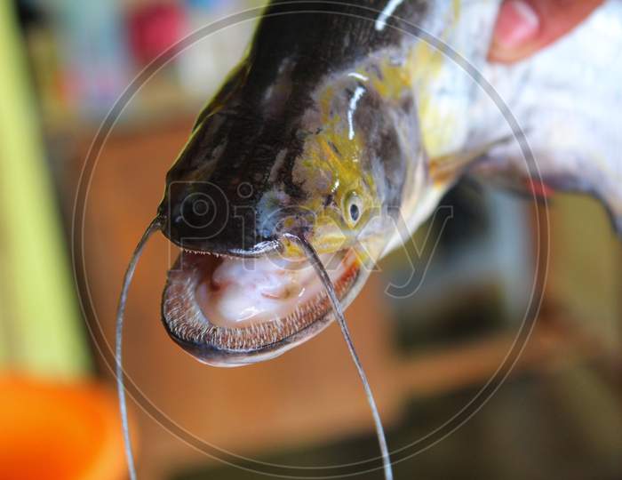 Image of wallago attu catfish in nice blur background south asean