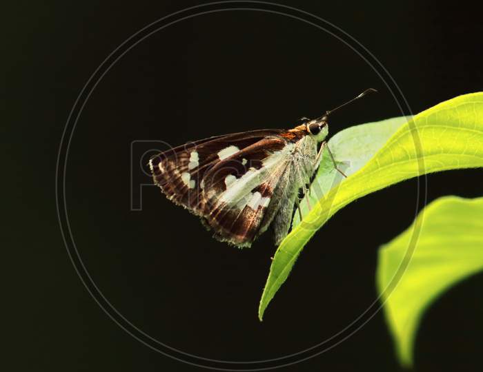 grass demon butterfly is sitting on a leaf in a tropical rainforest in india