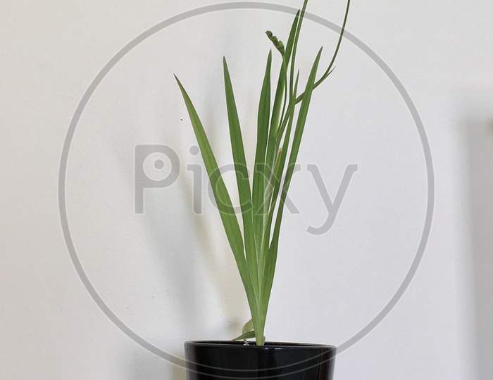 freesia plant potted and place in on a table