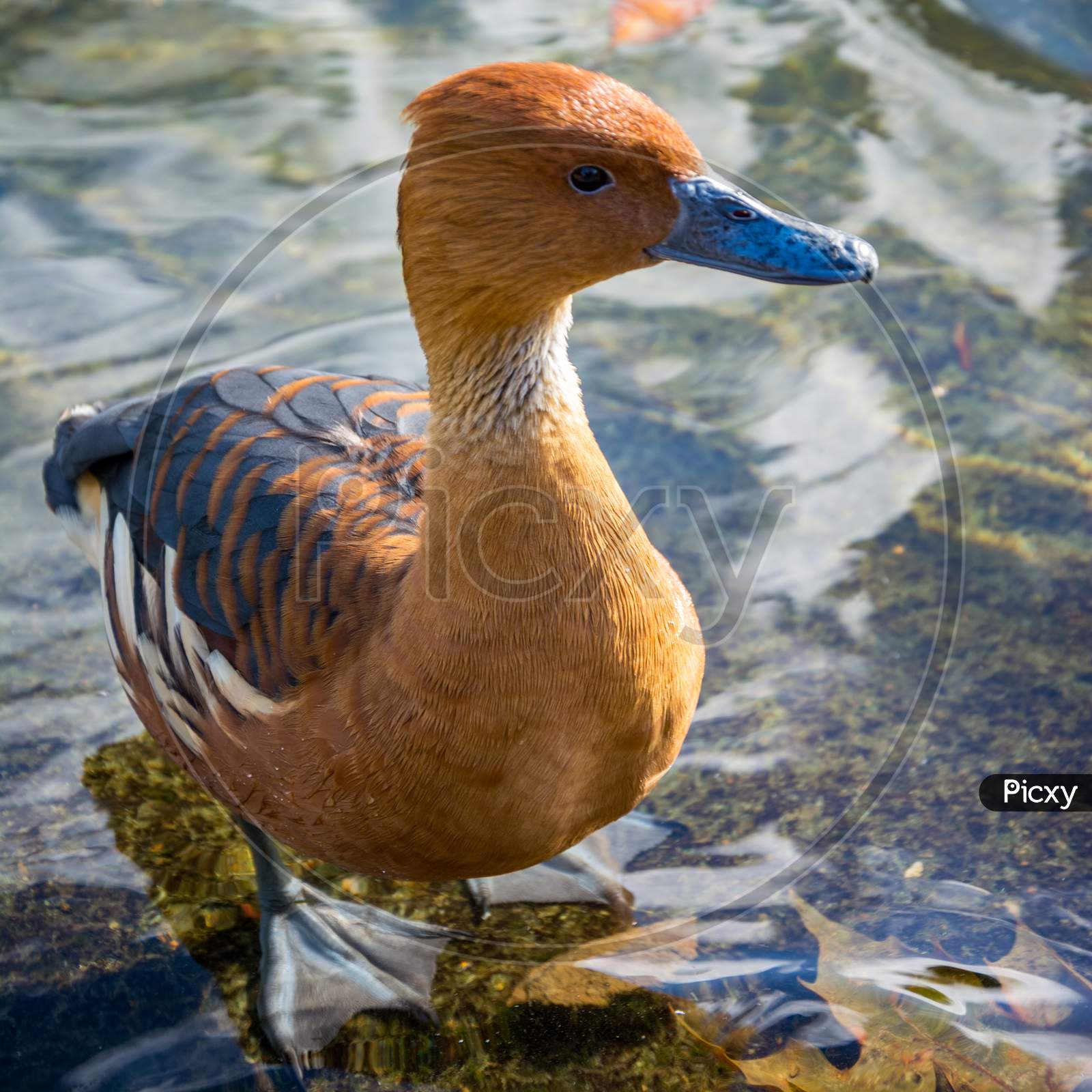 Fulvous Whistling Duck (Dendrocygna Bicolor)