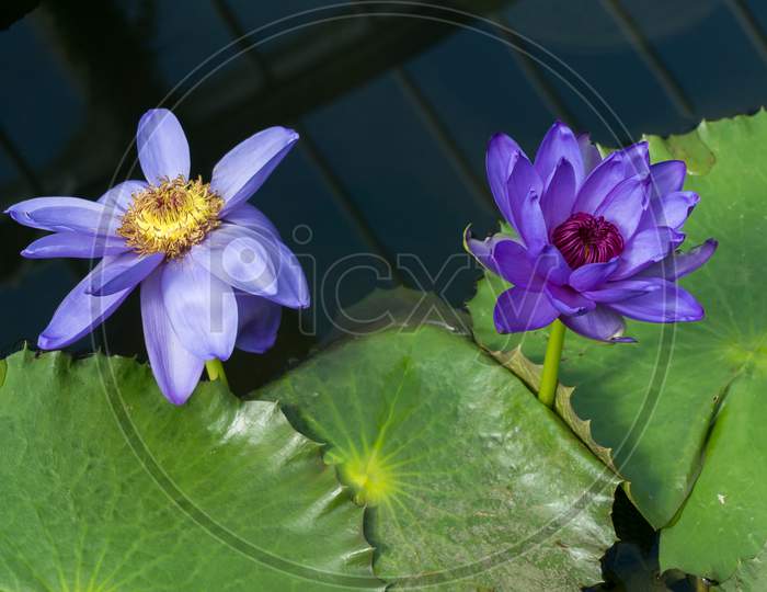Lotus Flower (Nelumbo Nucifera)