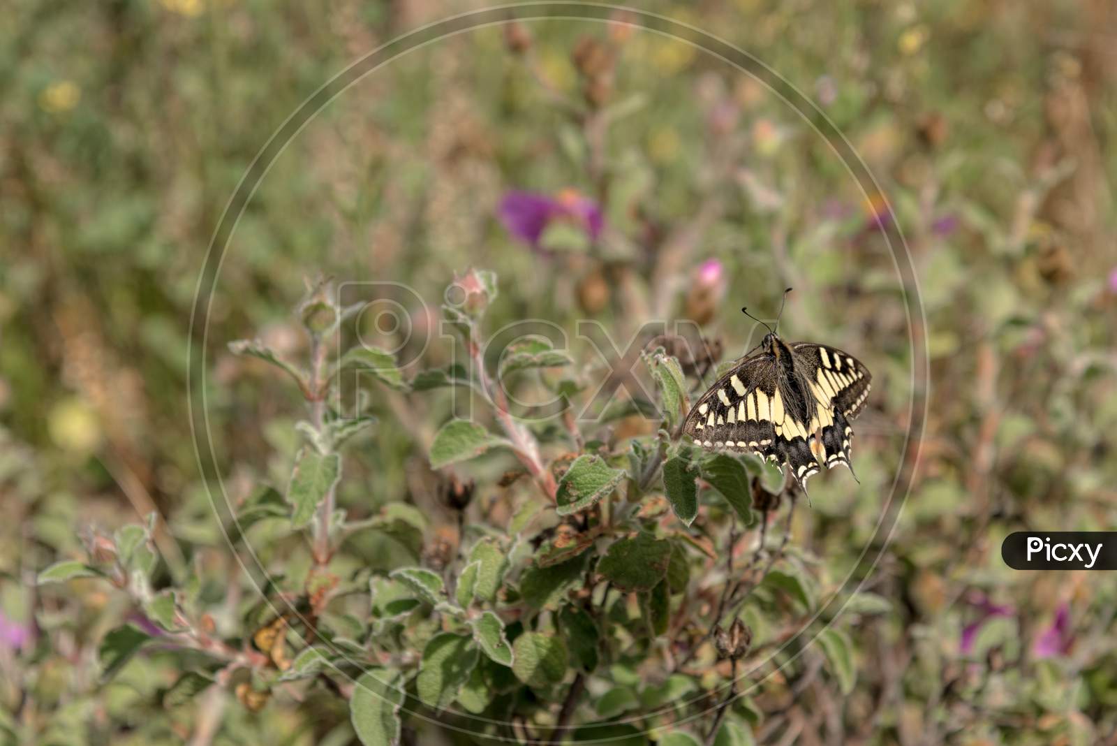 Swallowtail Butterfly In Tuscany