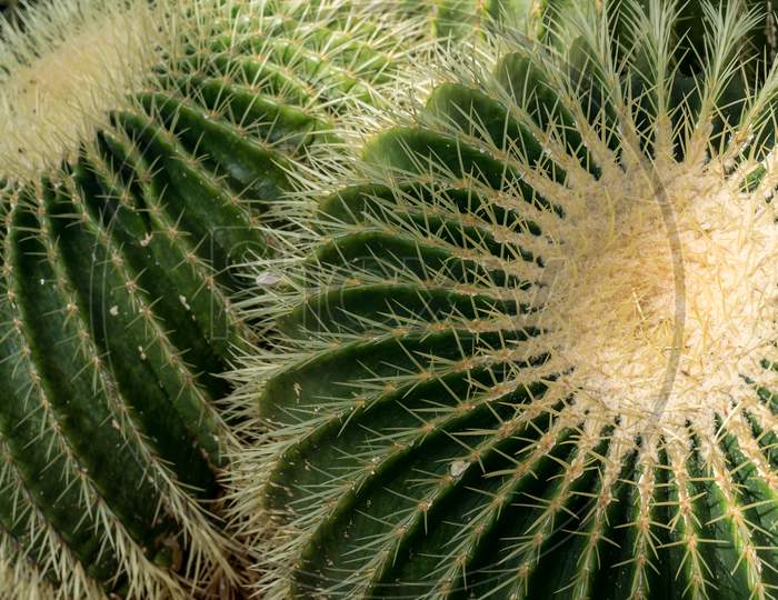 Golden Barrel Cactus (Echinocactus Grusonii)
