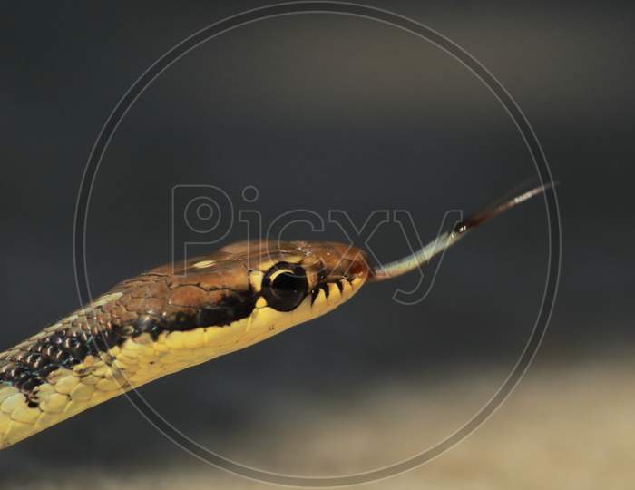 daudin's bronzeback snake (dendrelaphis tristis) is a mildly venomous tree snake of tropical asia