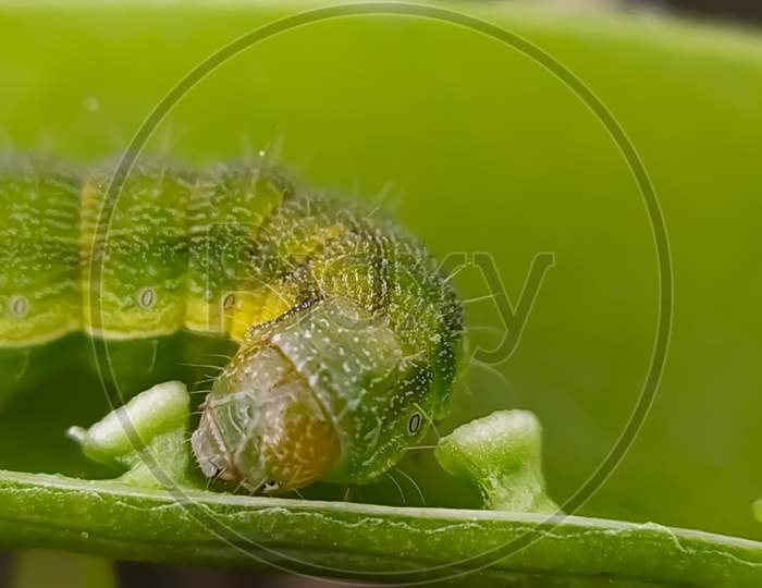 Image Of Helicoverpa Zea On Leaf In Indian Village Image Corn Earworm