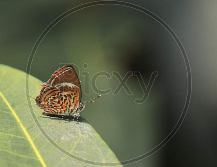 monkey puzzle butterfly is sitting on a leaf in a tropical rainforest in india